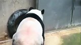 熊猫：这是我发明逃跑越狱的新方式，你们学会了吗