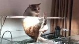 猫主子跑到鱼缸上下不来，猫：你个蠢货，倒是过来拉老子一把啊！