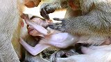 猴宝宝吃粮食都吃不出来，但是还吃着