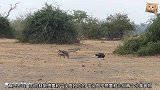 平头哥的食物你们都敢抢，这两只豺狼找错下手的对象，能打得过吗