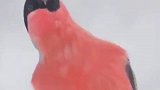 中国人的水墨画果然是最写实的！