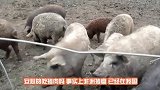 人吃了感染上非洲猪瘟的猪肉，人体会感染上吗听听专家怎么说