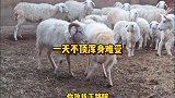 这俩羊因为争羊群第一把交椅，打起来了