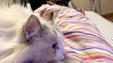 布偶猫别盯着我的金鱼，请停止你脑袋里的想法