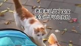 猫妈妈时隔半年见宝宝一眼认出，最后碰鼻泪目了