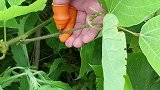 自从有了这个拇指刀，摘菜，剥皮方便多了，老公也爱上和我一起摘菜了摘菜农村生活