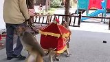 猴子娶媳妇了。