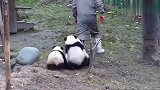 每只抱大腿熊猫的背后，都有一个想要揍它的饲养员！