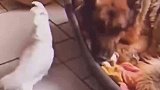 自从养了鹦鹉后，狗子都变沉默了
