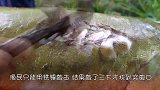 这“怪鱼”鳞片堪比盔甲，只能用铁锤敲击，敲一次掉一个鳞片！