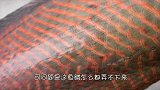这“怪鱼”鳞片堪比盔甲，只能用铁锤敲击，敲一次掉一个鳞片！