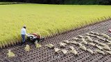 日本人是怎样收割水稻的