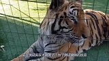 猫咪看到老虎是会认亲，还是会害怕？主人测试实在太搞笑了！
