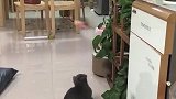 这猫成精了，已经学会逗猫了！