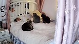 养四只猫是什么体验？每天都是梦魇，迟早要被它们弄死！