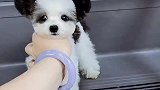 全网唯一一只最像小熊猫的泰迪宝宝