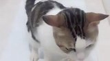 这猫这么聪明，可以送去读书了！
