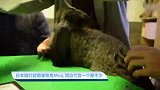 【宠物星球】日本网红超萌宠物兔Moq 周边代言一个都不少