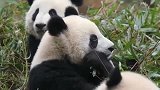 你见过这么怂的大熊猫吗？不得不说，这逃跑速度是真快啊！