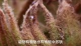 世界上植物最大的精子：苏铁，拥有植物界中最大精子的称号
