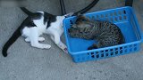 篮子里的小猫咪好可爱啊，想抢走呢，猫咪外面那只不好惹啊！