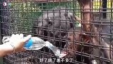 今天饲养员不在,破戒了,大猩猩你成精了!