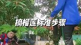 虽然这榴莲结的不高，但是该有的程序还是要走