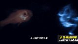 会喷火的深海怪鱼，在海水里吐出蓝色“鬼火”！太不可思议了