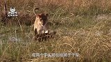 平头哥夫妇被狮群包围，母蜜獾被咬死后，公蜜獾以命相搏