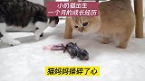 猫妈妈生下一条小猫崽，记录了一个月的成长