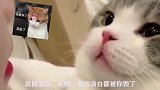 亲我干嘛，天呐，本喵的清白啊，闭嘴吧你，呜呜呜