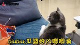 公猫被母猫暴揍一顿又遭到女主人的嘲笑后，竟跳到桌子上挑衅主人