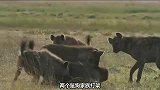 六只母鬣狗对着一只雄性鬣狗疯狂撕咬！最后结果非常惨烈！