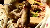 实拍：这只小猴子聪明，可爱，样子很萌