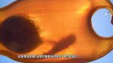 男子海边发现“怪石”，一刀切下去竟然在流血，这是什么奇怪生物