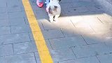 女儿被小狗伴到，可气死女儿了