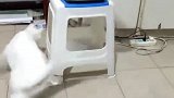 猫：终于找到一个让自己运动的好办法了！