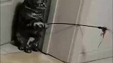 快来看这只猫会钓鱼