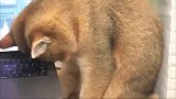 橘猫传数据到喵星，要统一地球的铲屎官！