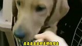 小迷糊拆家拆出新高度，姥爷无可奈何，让老四教育它