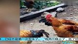 百余只鸡被怪兽一夜咬死监控之下露真凶