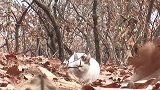 猫不知道自己被抛弃，在原地等了两个秋天！还担心主人找不到它！