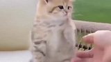 小奶猫和铲屎官的互动