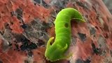 世界上竟然还有长成这样的虫子，这算不算稀有生物