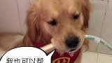 暖心金毛帮主人洗头发