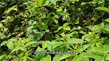 山里野草莓大片爆发了，也叫萢子，边摘边吃，摘到手软，美味可口