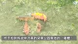 胖成“鸡翅包饭”！济南趵突泉设置锦鲤减肥中心，园区标识“再喂就噶了！”