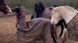 道具师傅装扮一番，混进了马群当中，但愿演戏时不要穿帮！