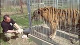东北虎到底多大近距离感受下！我的双腿还在发抖！