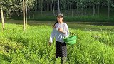 夏天蚊虫叮咬太烦人，娇娇前往河道寻找“神草”，这效果真是惊人
